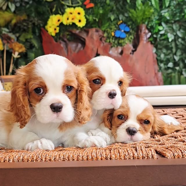 Healthy Cavalier King Charles Spaniel puppies for sale in the USA