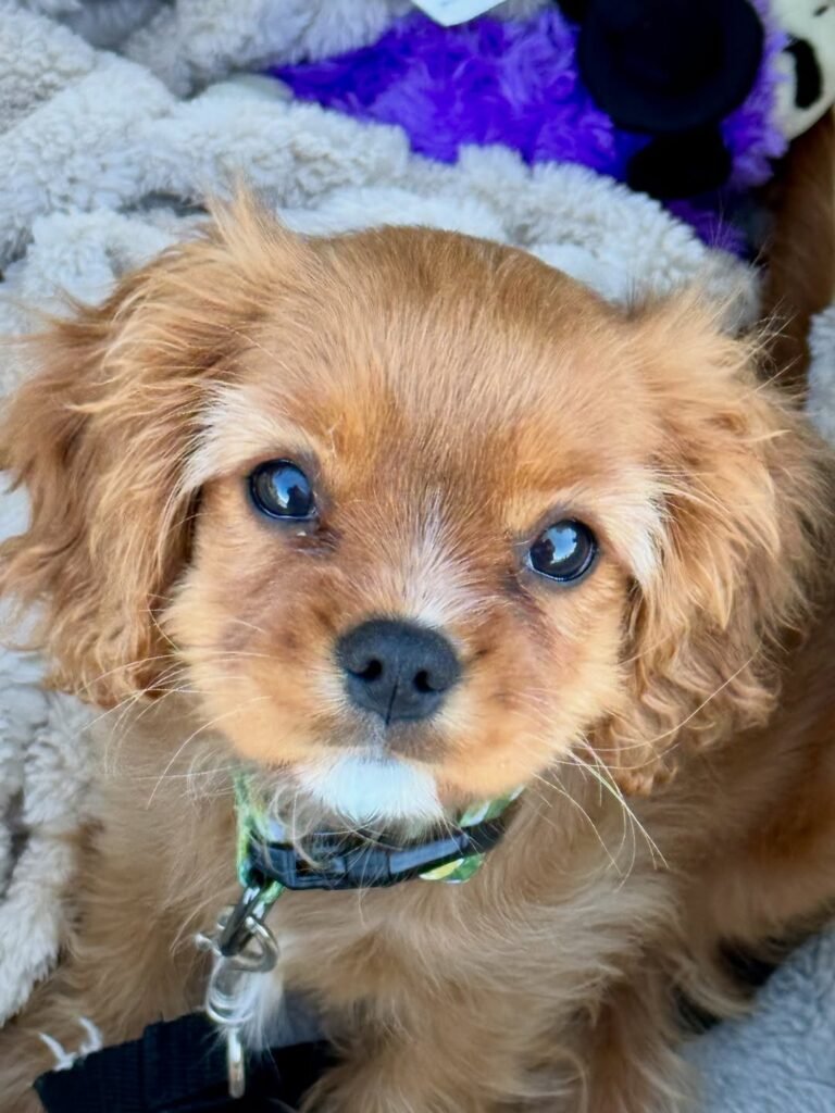 lily cavalier king charles spaniel