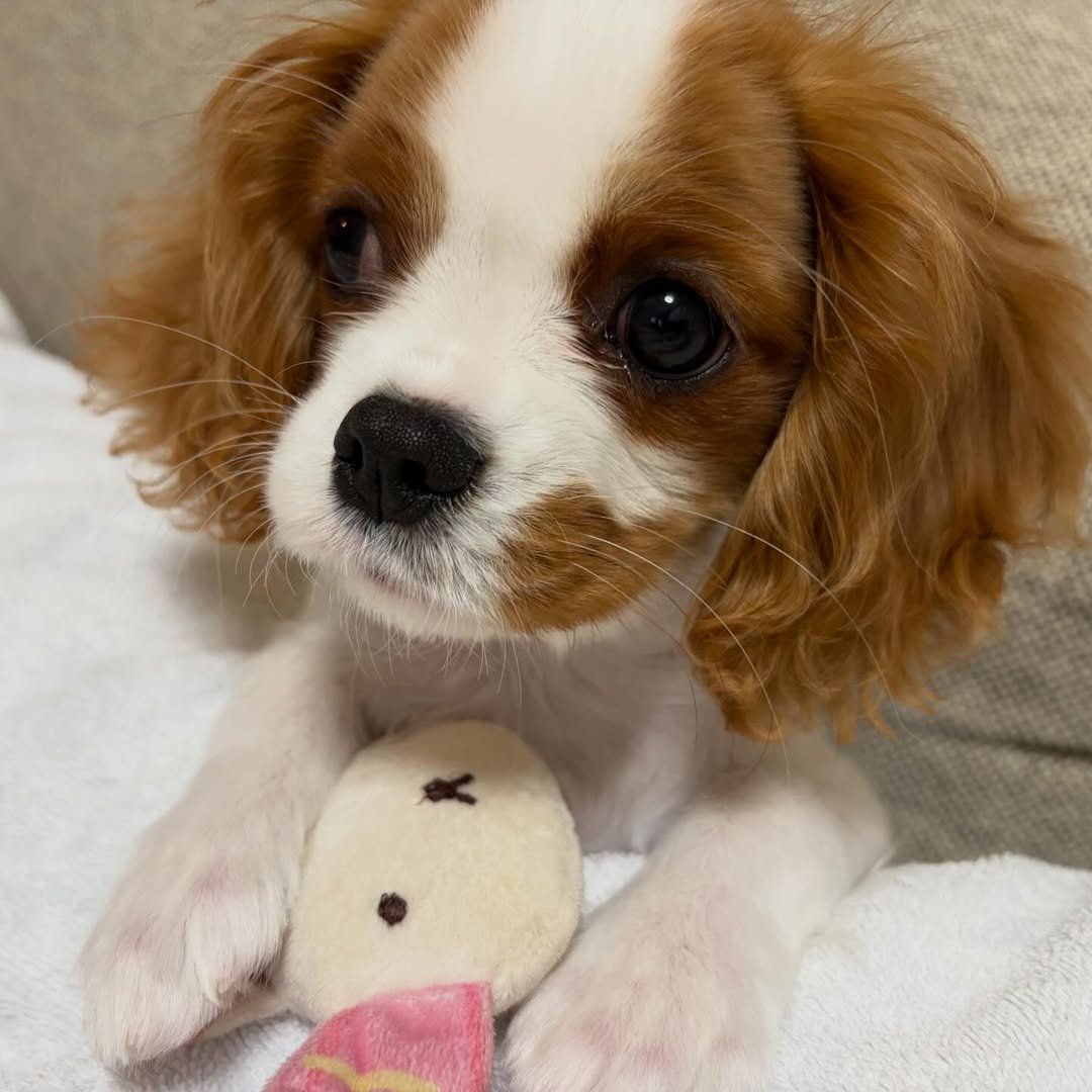 teddy cavalier king