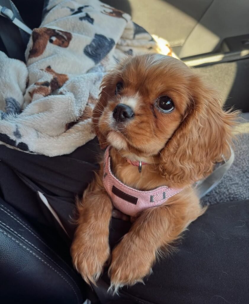 teddy king charles cavalier spaniel