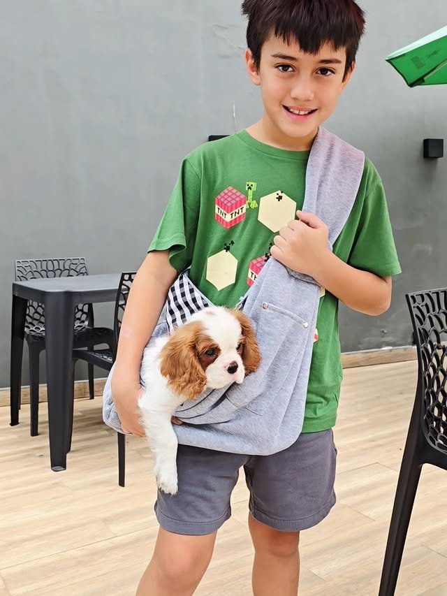 bella blenheim cavalier king charles spaniel