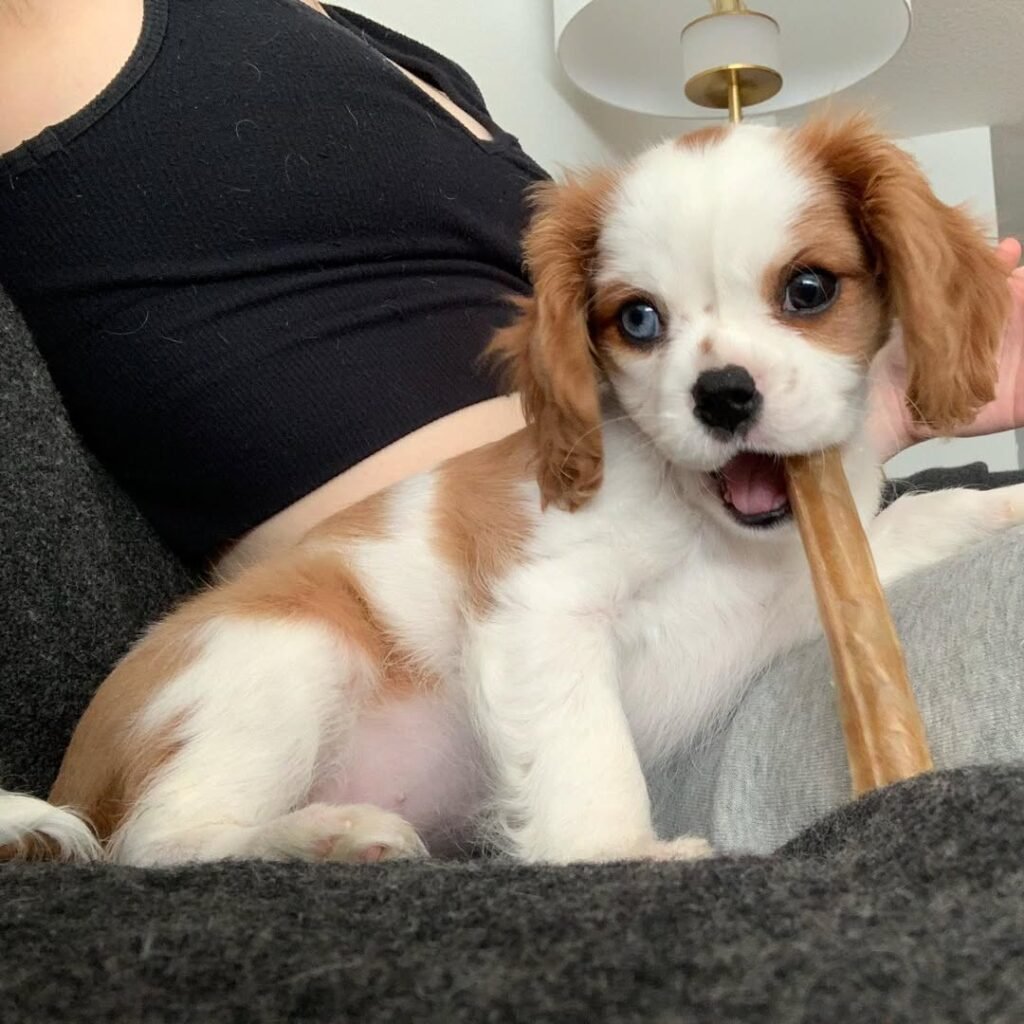 Bella, 10-week-old Blenheim Cavalier King Charles Spaniel puppy for sale in the USA