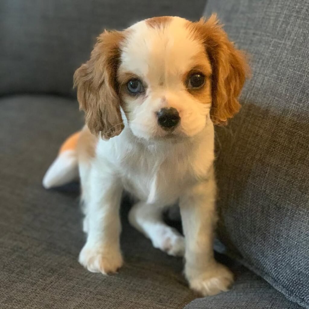 bella cavalier king charles spaniel for sale near me