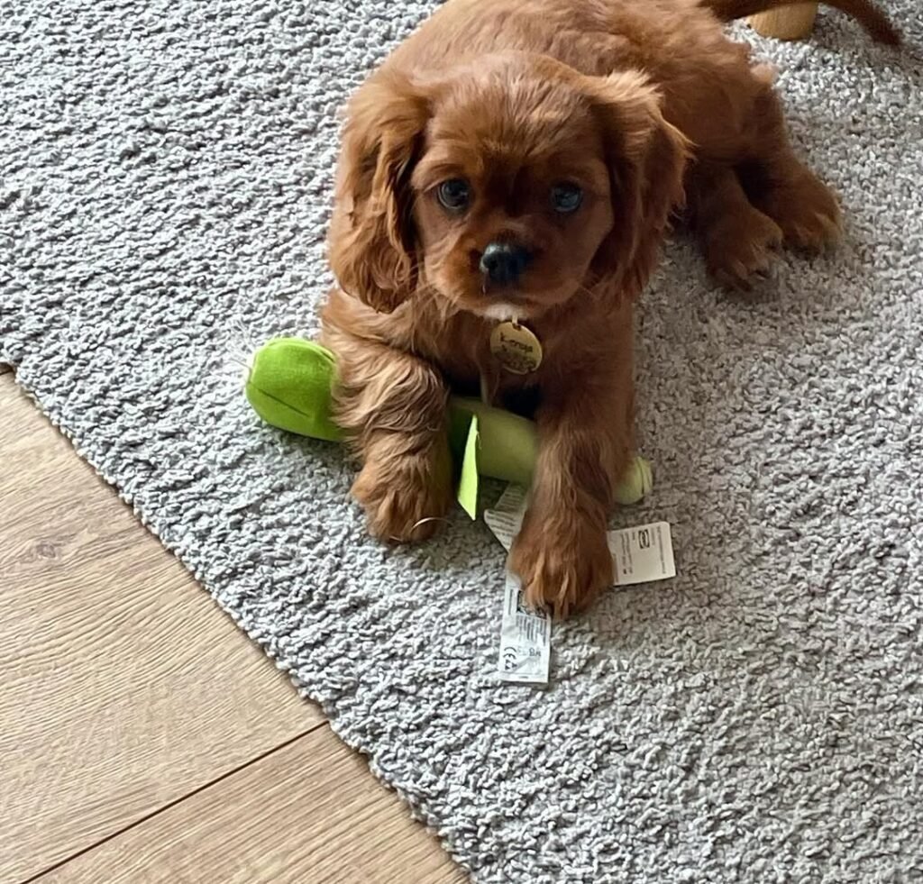 Charlie, 9-week-old Tricolor Cavalier King Charles Spaniel puppy for sale USA