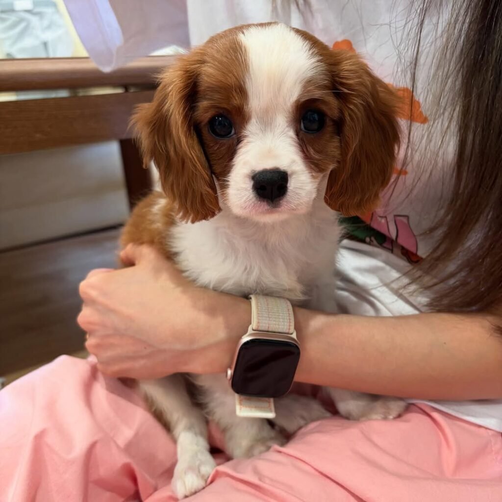 daisy cavalier king charles