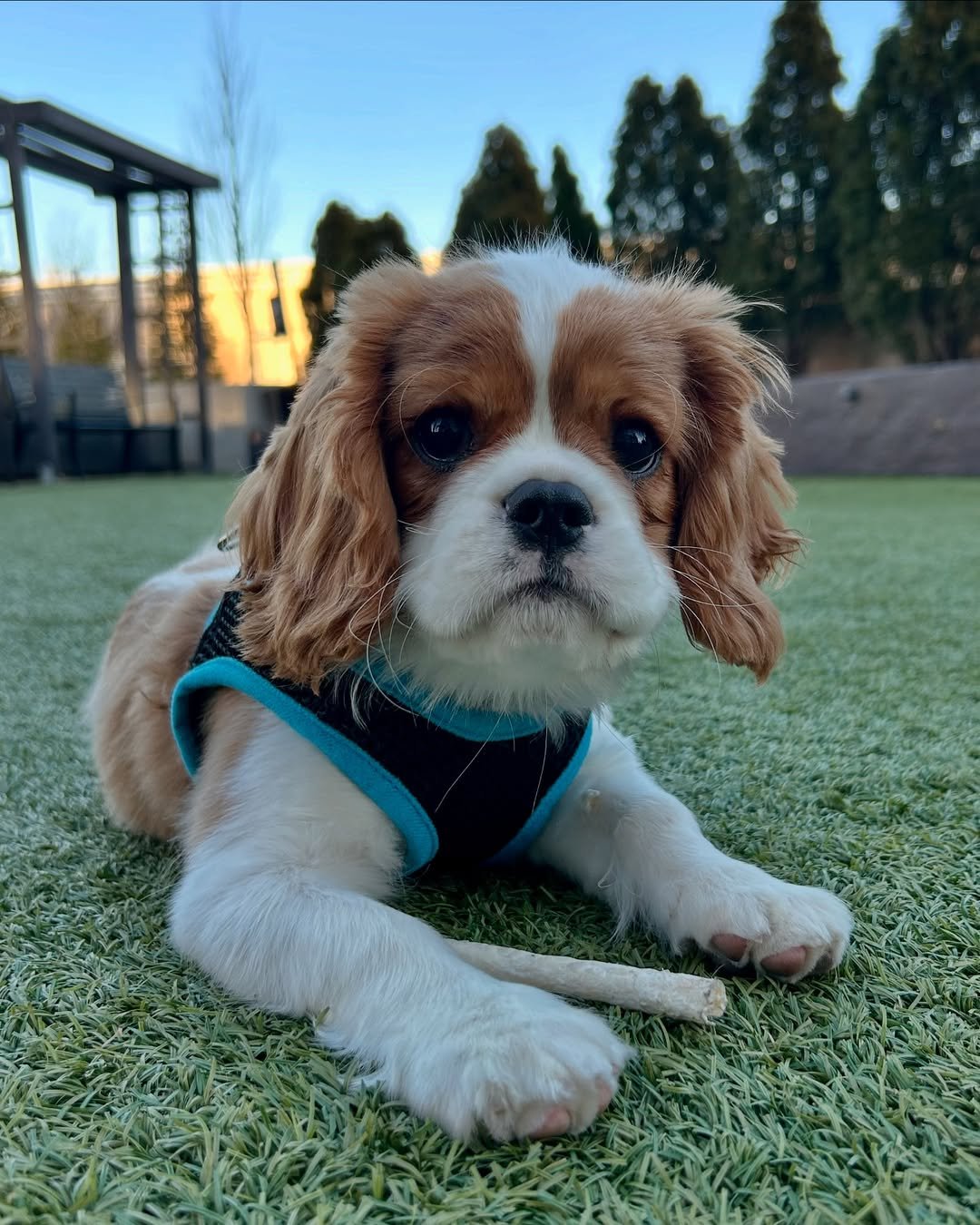 max cavalier